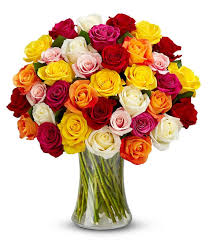 Fairtrade Roses (Three Colours)
