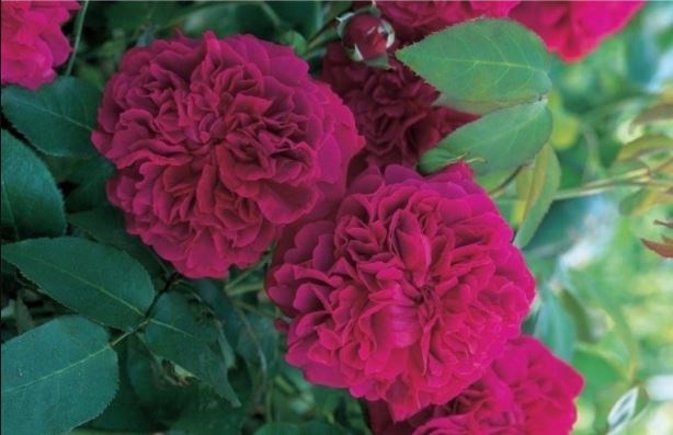 Double Rose (Pakistani Rose)